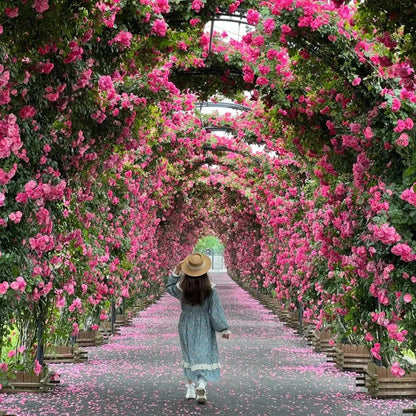 Elegant Climbing Rose Flower Seeds