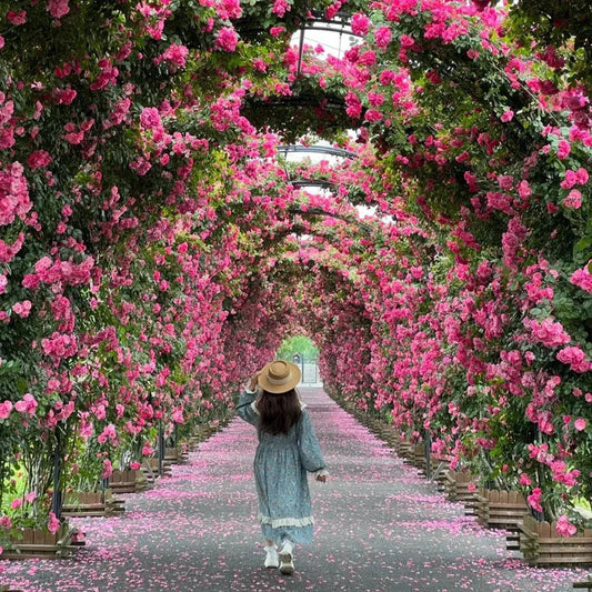 Elegant Climbing Rose Flower Seeds
